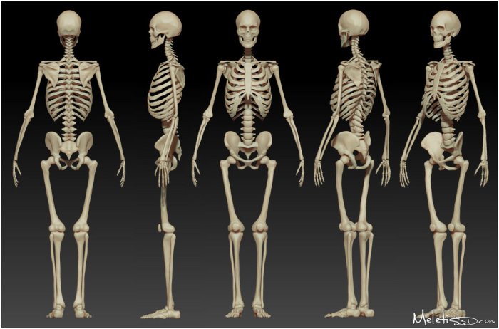 9857e625ff8393941acec28d9c1efbe8--female-skeleton-human-skeleton